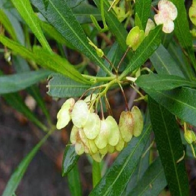 坡柳- 重庆绿景生态科技有限公司